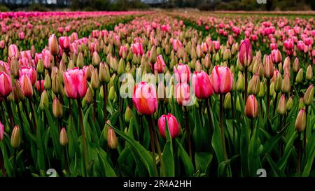 Eine ruhige Outdoor-Szene mit einem Feld mit leuchtenden pinken Tulpen. Niederlande, Amsterdam. Stockfoto