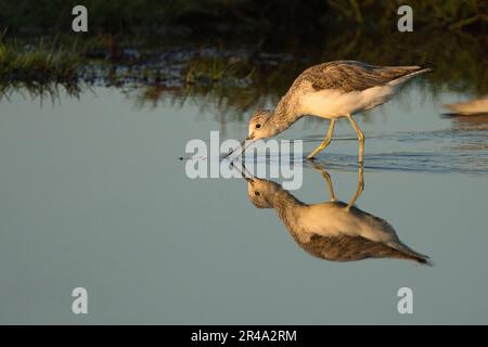 Ein gewöhnlicher Grünhai mit seiner Reflexion in der ruhigen Oberfläche des Wassers Stockfoto