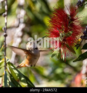 Ein lebendiger Kolibri, der mitten in der Luft neben einer roten Blume und üppigem Grün schwebt Stockfoto