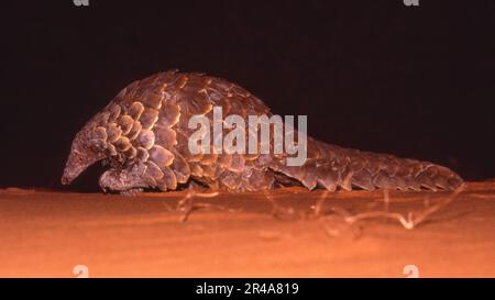 Der Ground-Pangolin (Smutsia temminckii), auch bekannt als Kap-Pangolin oder schuppiger Ameisenbär, ist der einzige Pangolin, der im südlichen und östlichen Afrika zu finden ist. Stockfoto