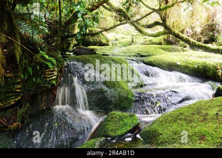 Das Oparara-Becken in Karamea auf der Südinsel von Neuseelan Stockfoto