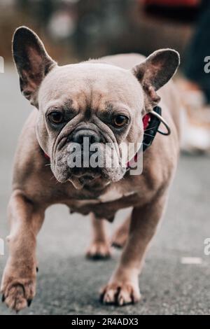 Ein französischer Bulldog, der die Straße entlang läuft, mit seinem leuchtenden Halsband, das fest sitzt Stockfoto