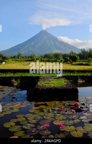 Wunderschönes malerisches Porträt des Vulkans Mayon mit Reisfeld in der Provinz Albay, Philippinen mit weißem Rauch. Stockfoto