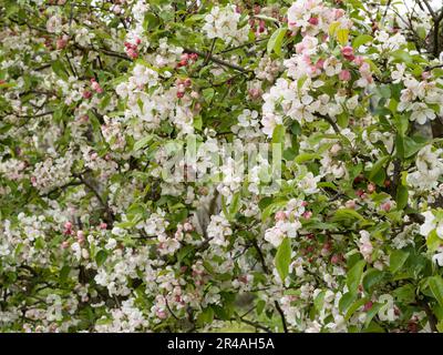 Krabbenapfelblüte - Malus evereste Stockfoto