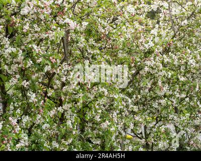 Krabbenapfelblüte - Malus evereste Stockfoto
