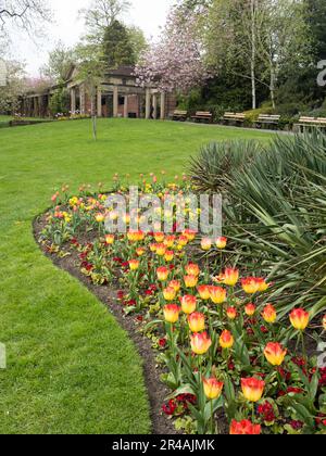 Tulpen in Valley Gardens, Harrogate Stockfoto