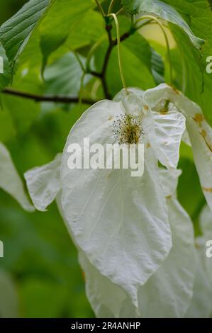 Taubenbaum (Taschentuch), auch bekannt als Geisterbaum mit einem „Taschentuch“ Stockfoto