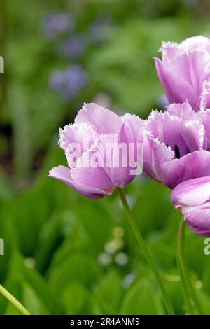 Schöne Nahaufnahme von rosa Tulpen. Nahaufnahme des Makrobildes. Stockfoto