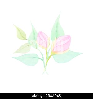 Aquarellzeichnung von zwei halbtransparenten, klaren violetten Blüten mit Stielen und grünen Blättern auf weißem Hintergrund. Schönes Bild zur Veranschaulichung Stockfoto