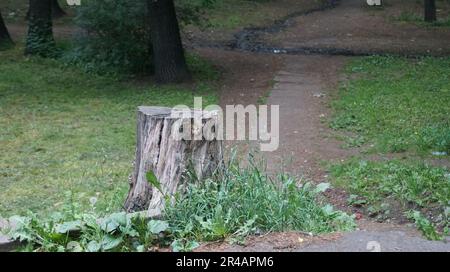 Ein malerischer Wanderweg schlängelt sich durch einen üppigen, grünen Wald mit majestätischen Bäumen und bietet einen malerischen Wanderweg für Outdoor-Abenteurer Stockfoto