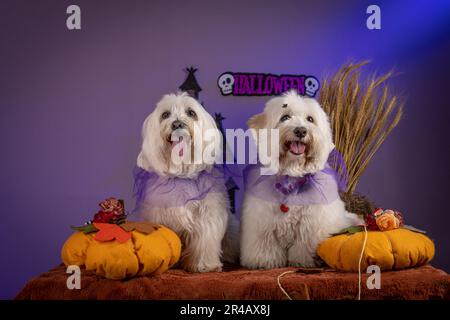 Zwei niedliche weiße Welpen in Halloween-Kostümen, die auf Kürbissen sitzen und süß aussehen und bereit sind, den gruseligen Urlaub zu feiern Stockfoto