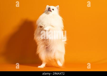 Ein weißer und flauschiger Hund, der aufrecht steht, in Erwartung der Rückkehr seines Besitzers Stockfoto