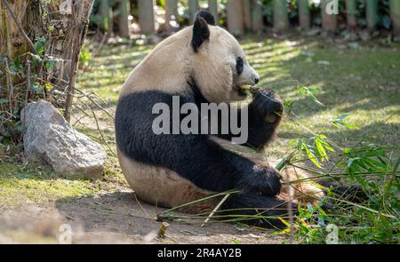 Pandabär sitzt auf dem Boden und isst Bambu. Stockfoto