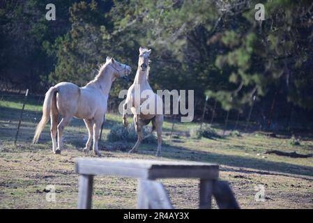 Die Kaplan des WSR 13. veranstalteten heute einen Rückzugsort, um Soldaten mit der Natur und Tiertherapeutika im Reitstall Belton Lake Outdoor Recreation Area (BLORA) zu verbinden. USA Army Ch. Jeffrey 'Pater' Whorton, der Kaplan der Einheit, sagte, die Absicht sei es, Soldaten in eine andere Umgebung zu bringen und ihre Sorgen von ihren Gedanken abzulenken, um ihnen eine neue Perspektive zu geben. „Wenn man diese Routine bricht, hat man die Chance, sie zurückzusetzen“, sagt er. Er machte weiter, dass es ihnen erlaubt, sich um ihre Seelen zu kümmern und anderen in unserer Einheit Gnade und Gnade zu erweisen. "Schönheit kann uns verhaften", sagte W Stockfoto