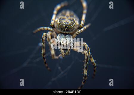 Nahaufnahme einer Brückenspinne (Larinioides sclopetarius) in ihrem komplizierten Netz Stockfoto