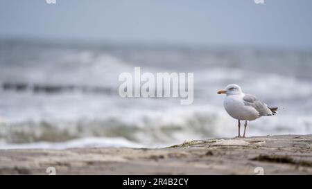 Eine weiße Möwe steht hoch oben auf einem zerklüfteten grauen Felsen und blickt auf die weite blaue Ausdehnung des Ozeans Stockfoto