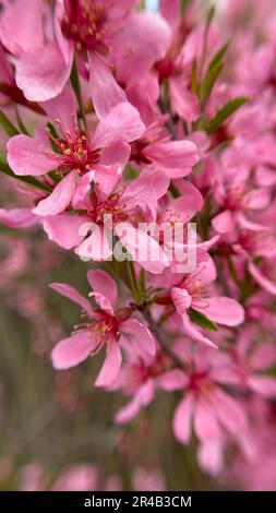 Nahaufnahme von Zwergblüten russischer Mandeln (Prunus tenella) in einem Garten Stockfoto