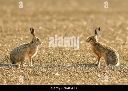 Hasen, die sich ansehen Stockfoto