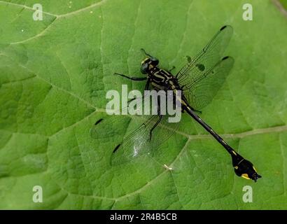 Schwarze und gelbe Libelle, die an einem Frühlingsmorgen im Lilydale Regional Park in St. auf einem großen Klettenblatt ruht Paul, Minnesota, USA. Stockfoto