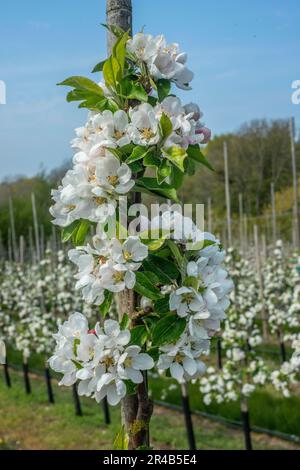 Blühende Apfelbaumart Discovery in Obstgarten in Kivik, Gemeinde Simrishamn, Scania, Schweden, Skandinavien Stockfoto