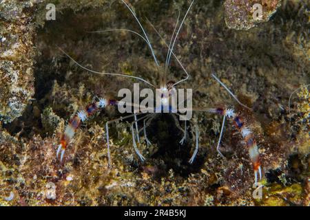 Korallengarnelen (Stenopus hispidus) zeigen Krallen vor kleinen lebenden Höhlen, die in Korallenriff, Indischem Ozean und Maskareninseln wohnen Stockfoto