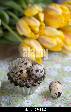 Viele frische Wachteleier in Metall-Backformen vor gelben Tulpen Stockfoto