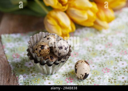 Viele frische Wachteleier in Metall-Backformen vor gelben Tulpen Stockfoto