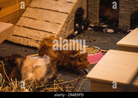 Drei braune und weiße Meerschweinchen essen Essen aus Schalen im Zoo Stockfoto