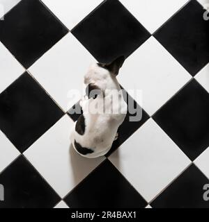 Blick aus einem hohen Winkel auf eine kleine süße schwarz-weiße französische Bulldogge, die auf schwarz-weiß karierten Fußböden sitzt Stockfoto