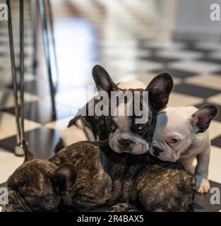 Drei bezaubernde französische Bulldoggen-Welpen. Einer ruht sich aus und die anderen schauen in die Kamera Stockfoto