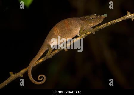 Chamäleon (Calumma linotum) auf dem Ast, weiblich, schwanger, im Regenwald der Montagne d'Ambre, Nord-Madagaskar, Madagaskar Stockfoto