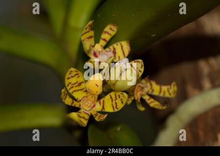 Nahaufnahme der Blume einer Orchidee (Acampe pachyglossa), die als Epiphyte auf einem Baumstamm wächst, Ankarafantsika-Nationalpark, West Madagaskar Stockfoto