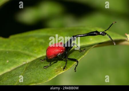 Giraffenweevil (Trachelophorus giraffa), männlich, auf Blättern im Ranomafana-Regenwald, südlichen Hochland, im Zentrum Madagaskars, Madagaskar, Ostafrika Stockfoto