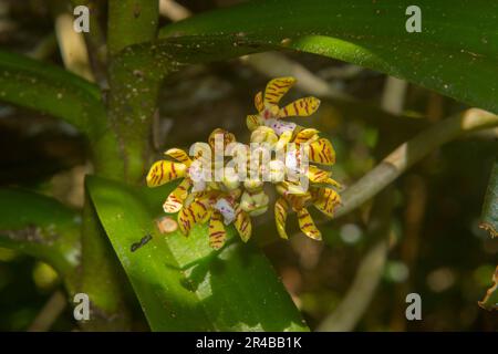 Orchidee (Acampe pachyglossa), die als Epiphyte auf einem Baumstamm wächst, Nationalpark Ankarafantsika, westliches Madagaskar, Madagaskar Stockfoto