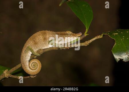 Chamäleon (Calumma linotum) am Ast, im Regenwald der Montagne d'Ambre, Nord-Madagaskar, Madagaskar Stockfoto