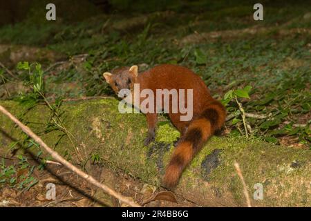 Ringschwanz-Mungo (Galidia elegans) auf einem Baumstamm im Regenwald der Montagne d'Ambre, Nord-Madagaskar, Madagaskar Stockfoto