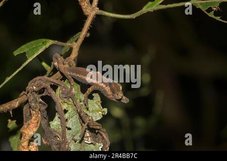 Chamäleon (Calumma linotum) auf Ast, Jugendliche getarnt zwischen den Blättern, im Regenwald der Montagne d'Ambre, Nord-Madagaskar, Madagaskar Stockfoto