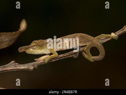 Chamäleon (Calumma linotum) auf Ast, männlich, im Regenwald von Montagne d'Ambre, Nord-Madagaskar, Madagaskar Stockfoto