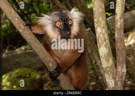 Weibchen Schwarzleber (Macaco Eulemur) auf Zweig, Regenwald der Insel Nosy Komba, Nordmadagaskar, Madagaskar Stockfoto