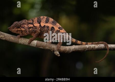 Chamäleon weiblicher Engel (Furcifer angeli), selten, auf Zweig im trockenen Wald von Mahajanga, westliches Madagaskar, Madagaskar Stockfoto