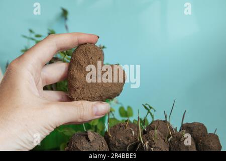 Machen Sie Saatkugeln. Herzen von Grün. Frau hält frisch produzierte Saatkugeln oder Saatbomben auf blauem Hintergrund in der Hand. Speicherplatz kopieren Stockfoto