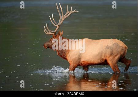 Amerikanischer Elch (Cervus canadensis), männlich, Flussquerung, Yellowstone-Nationalpark, Wyoming (Cervus elaphus canadensis), Wapiti-Hirsch, USA Stockfoto
