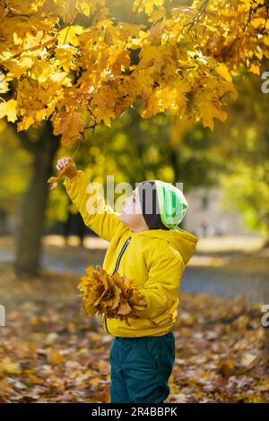 Der Junge geht und sammelt Herbstblätter Stockfoto