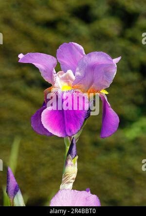 Deutsche Lilie Hybrid (Iris germanica x Hybrid), Blume, Nordrhein-Westfalen, Deutschland Stockfoto