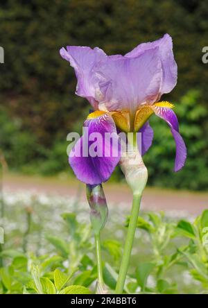 Deutsche Lilie Hybrid (Iris germanica x Hybrid), Blume, Nordrhein-Westfalen, Deutschland Stockfoto