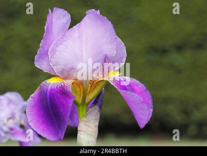 Deutsche Lilie Hybrid (Iris germanica x Hybrid), Blume, Nordrhein-Westfalen, Deutschland Stockfoto