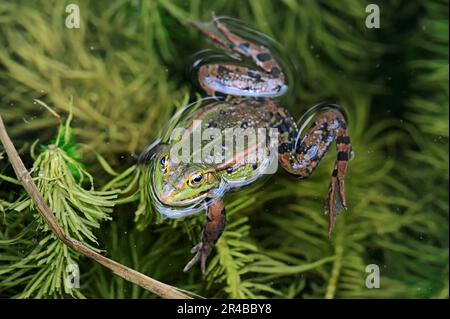 Essbarer Frosch (Rana esculenta), männlich, Nordrhein-Westfalen, Deutschland Stockfoto