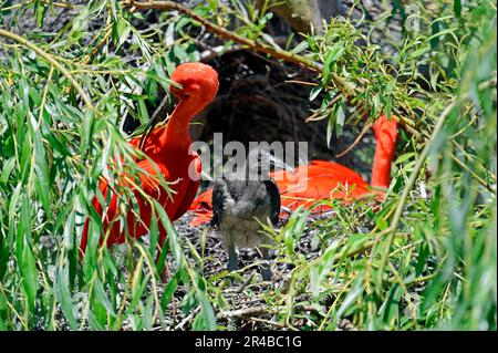 Scarlet Ibis (Eudocimus Ruber) mit jungen im nest Stockfoto