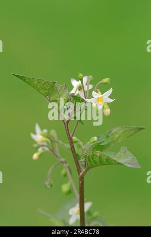 Black Nightshade (Solanum nigrum), Nordrhein-Westfalen, Deutschland, Duscle, Garden Nightshade, Hound's Berry, Petty Morel, Small Fruited Black Stockfoto