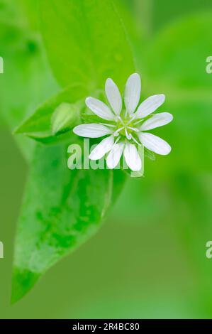 Riesenkicherkännchen, Nordrhein-Westfalen, Deutschland (Stellaria aquatica) Wasserkännchen Stockfoto